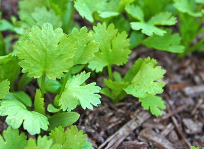 农药残留速测仪